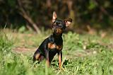 PINSCHER NAIN 175